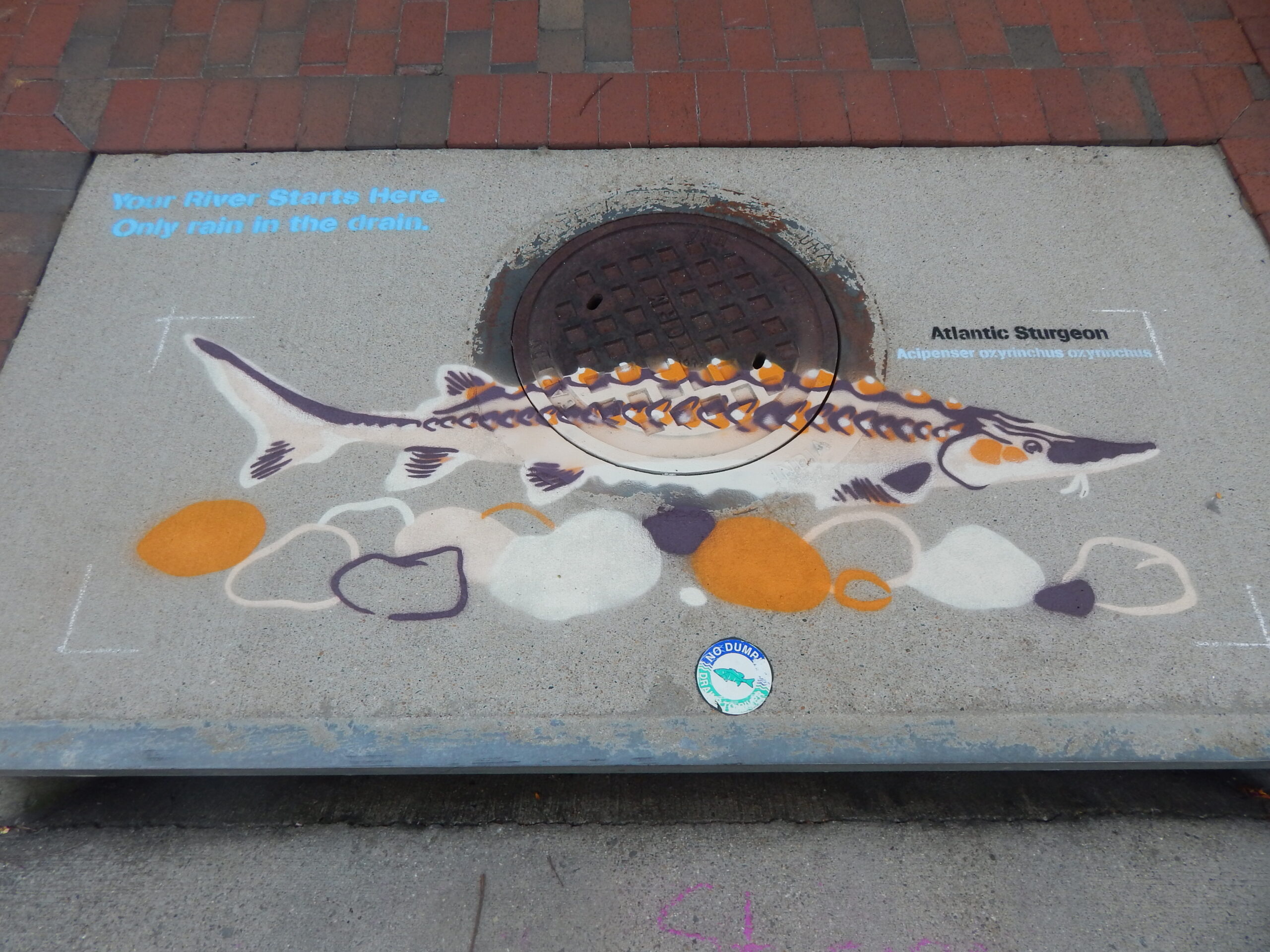 http://orloskystudio.com/wp-content/uploads/2021/01/Paint-Out-Pollution-Hopewell_Atlantic-Sturgeon-scaled.jpg